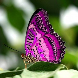 vlinder-paars